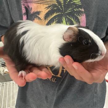 Rescue Guinea Pig Guinea Pigs for Adoption in Lynchburg, Virginia - Oreo | PetCurious